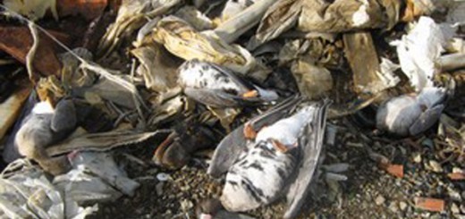 Тысячи мертвых гусей упали с неба