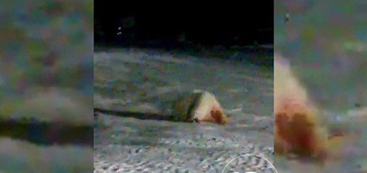 a3a812be8c27e81bf30d7c82e892cec5__520x310